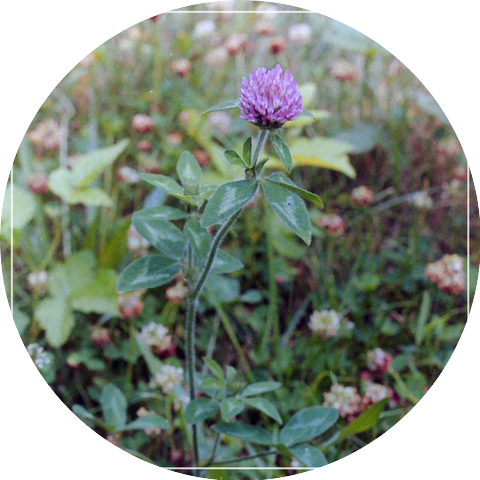 Nectar