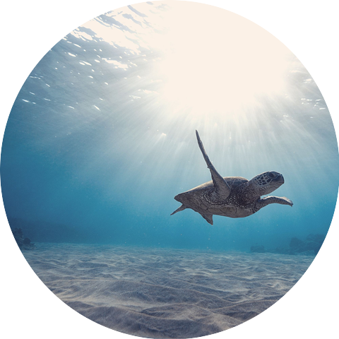 Luxury Lounge Cafe Allstars