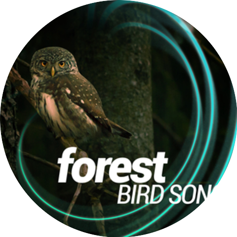 Forest Sounds Relaxing Spa Music Singing Birds