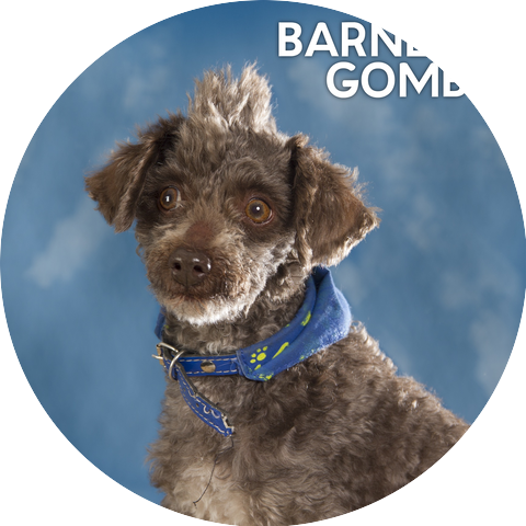 Barney Gombo
