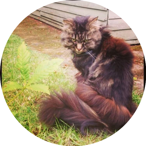 Music For Cats