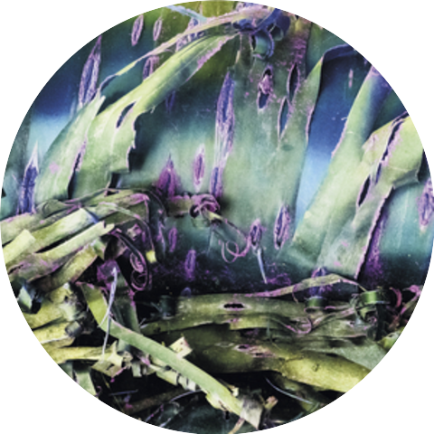 Polypores