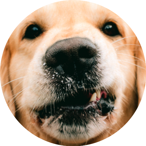 Goldroger