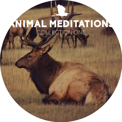 Animal Meditations