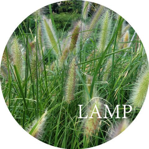 The Lamp