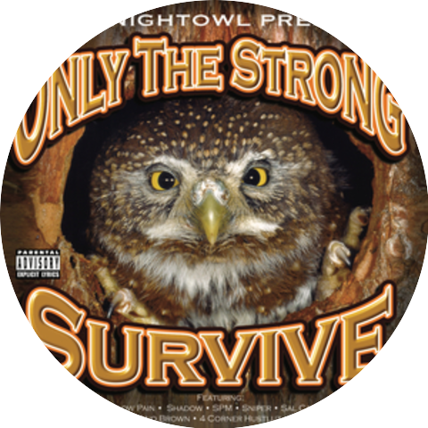 Knight Owl Seldom Seen