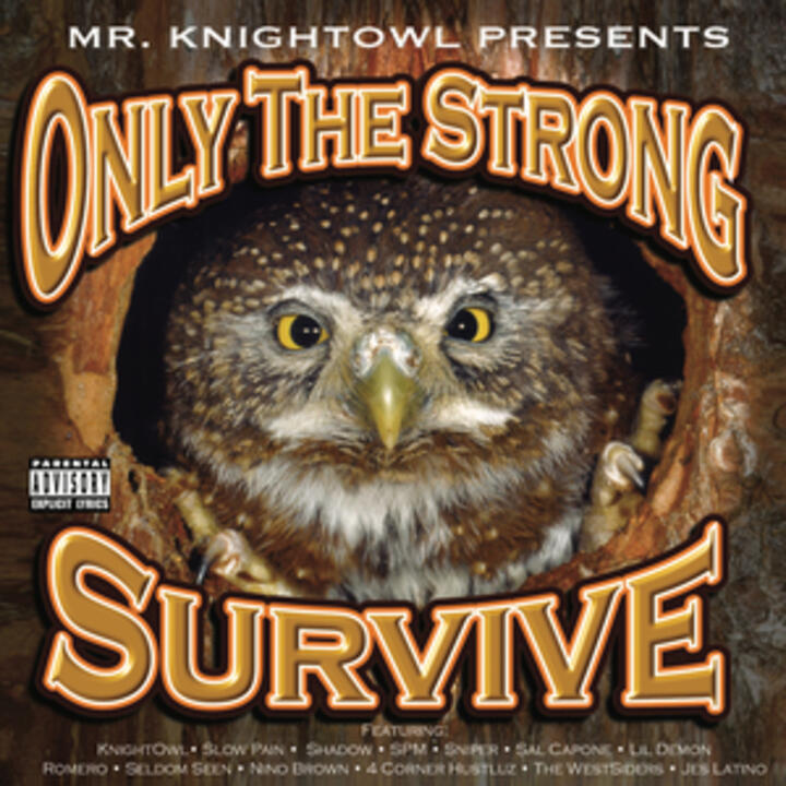 Knight Owl Seldom Seen