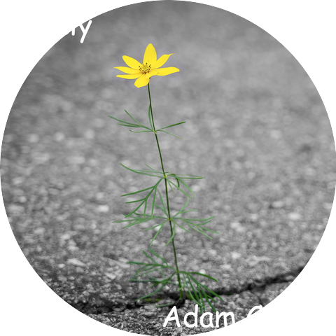 Adam Curtis