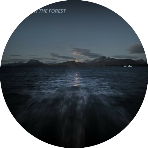 The Light In The Forest