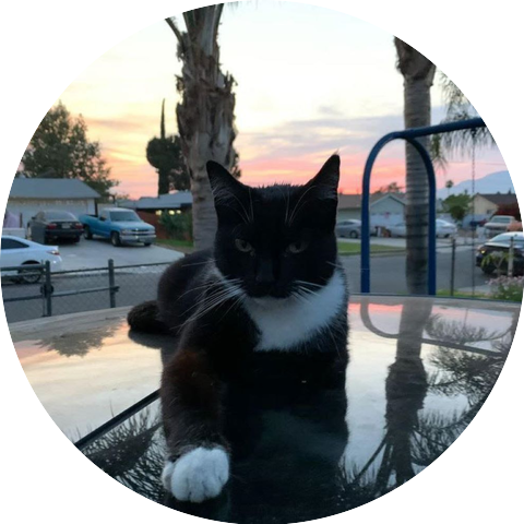 BLACK & ALLEY KAT