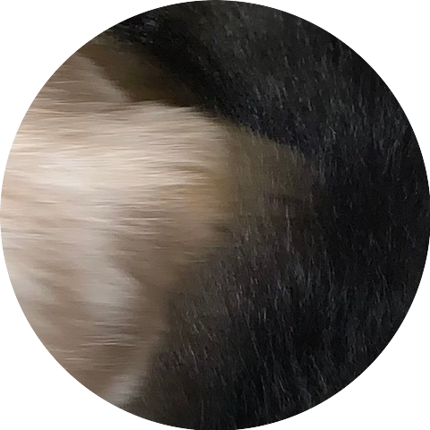 YLTI