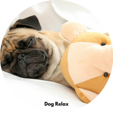 Dog Music Experience