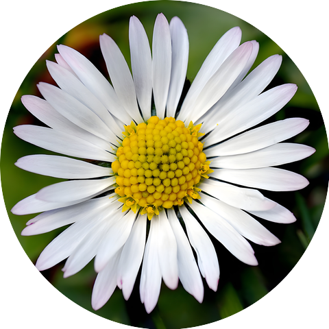 EspiDev