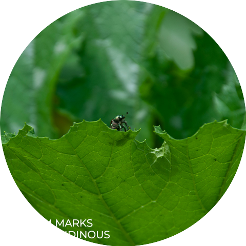Medium Marks