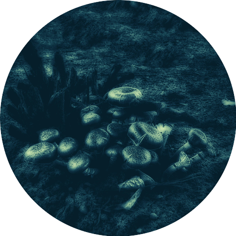 The Collect Pond
