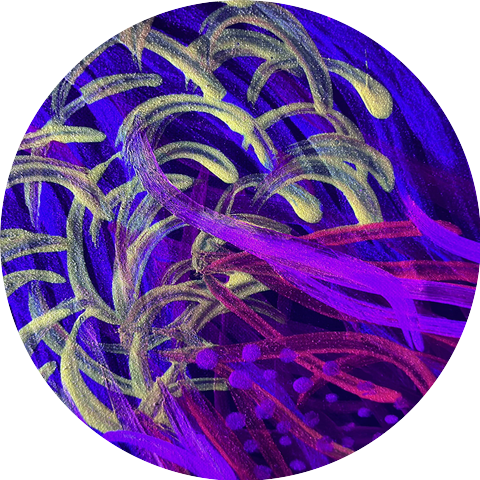 Zpurpz