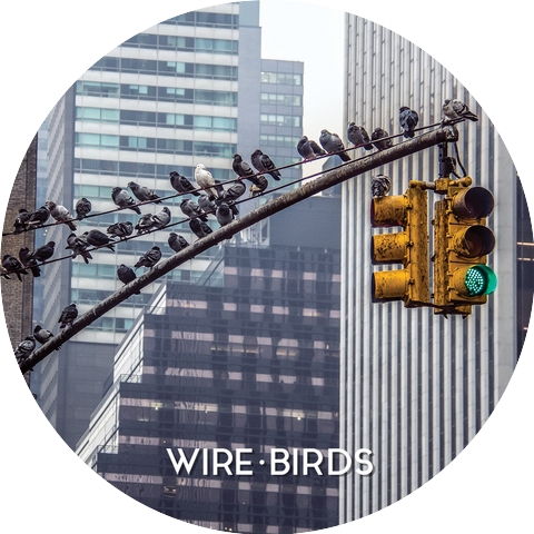 Wire Birds