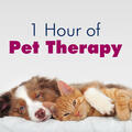 Tranquil Music Sound of Nature & Pet Care Music Therapy