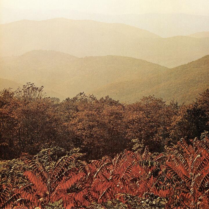 Imaginary Softwoods