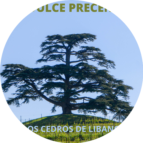 Cedros Del Libano