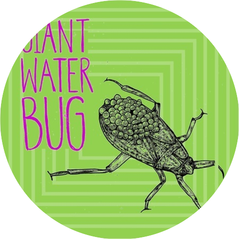Giant Water Bug
