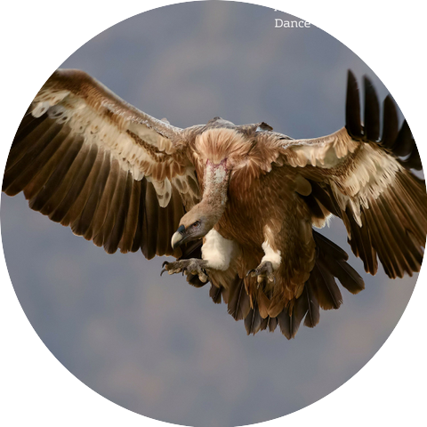 Music For The People