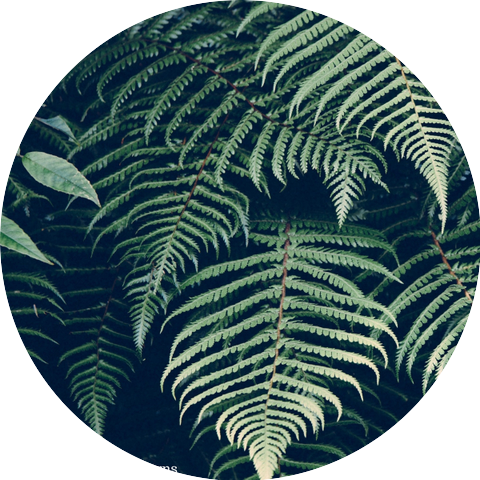 The Saddest Green Ferns