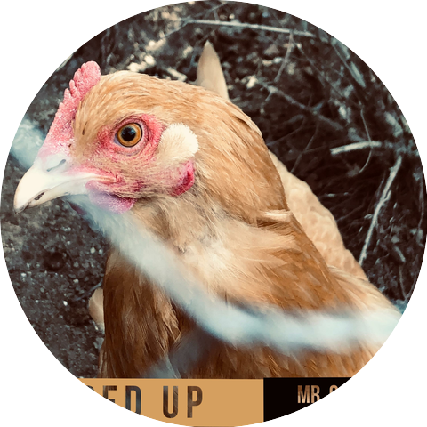 Mr. Campbell and the Jays