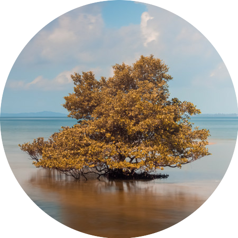 Meditative Yoga Music