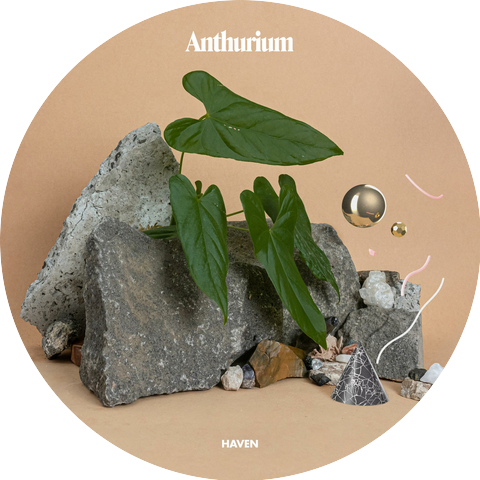 Anthurium