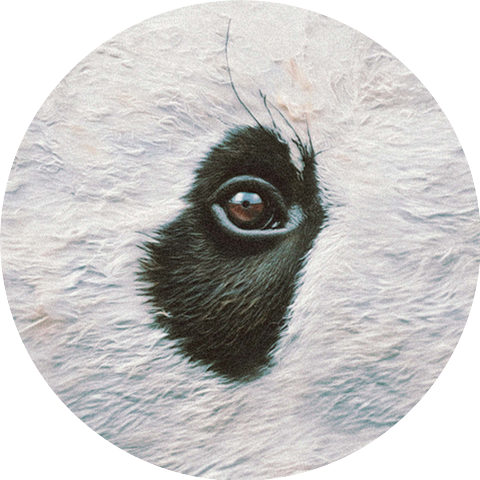 Gazzelle