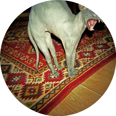 Tuli