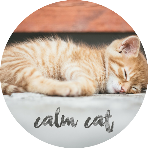 Calm Cat