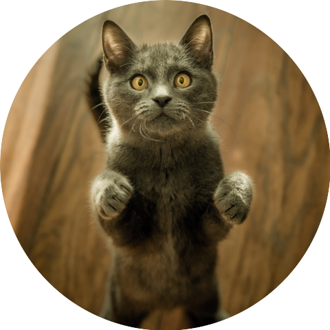 Sounds Cats Love
