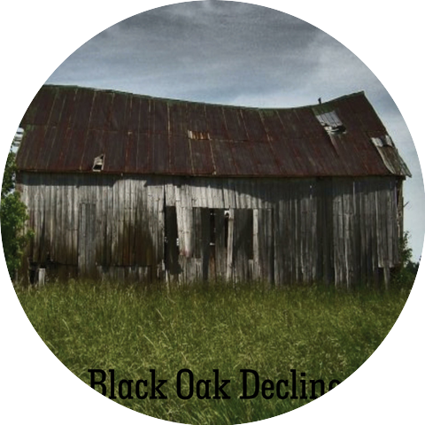 Black Oak Decline