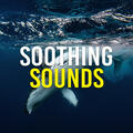 Whale Sounds For Relaxation