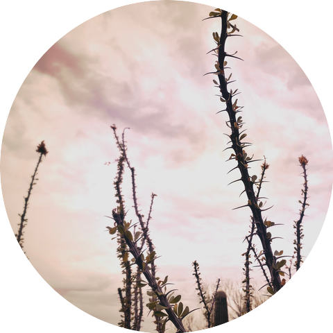 last evenings on earth