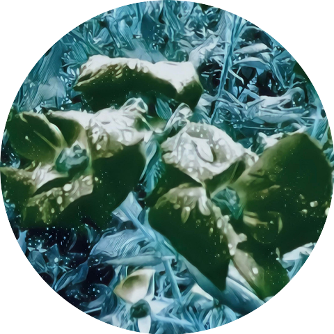 Tyrone Sanborn Webster