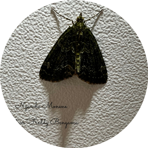 Pasteur Freddy Bengama