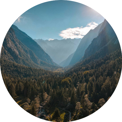 Birds in the Morning