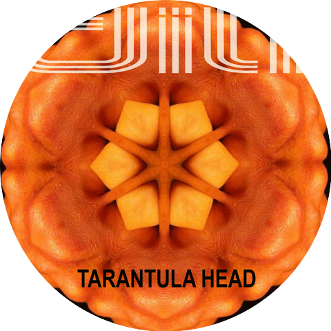 Tarantula Head