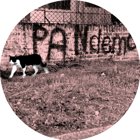 PanDemo