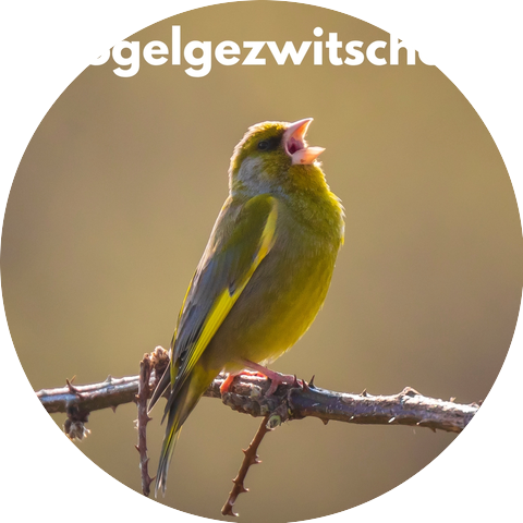 Vogelgezwitscher