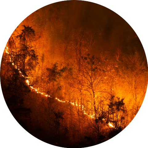 The Wildfires