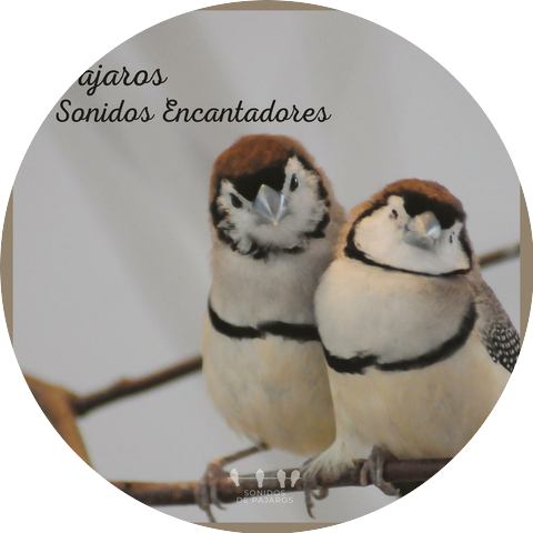 Sonidos De Pajaros
