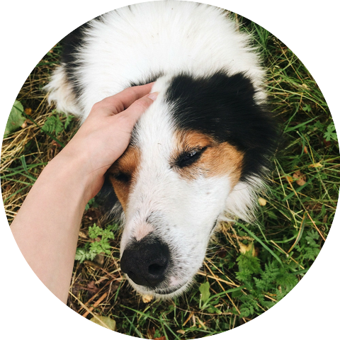 Dog Chill Out Music