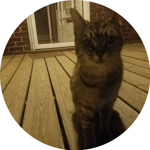 Good Cat Bad Cat