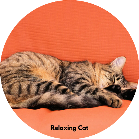 Calming Music for Cats