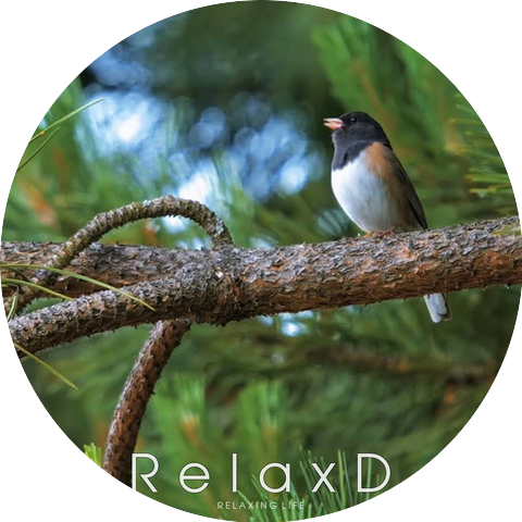 RelaxD