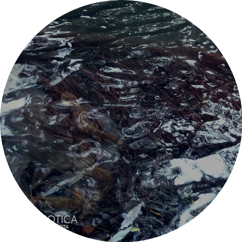 Metabiotica